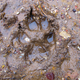 Image for article titled Visit Spain, See Wolves